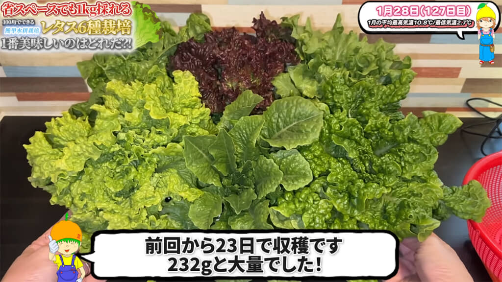 栽培127日まではぐんぐん育ってくれました