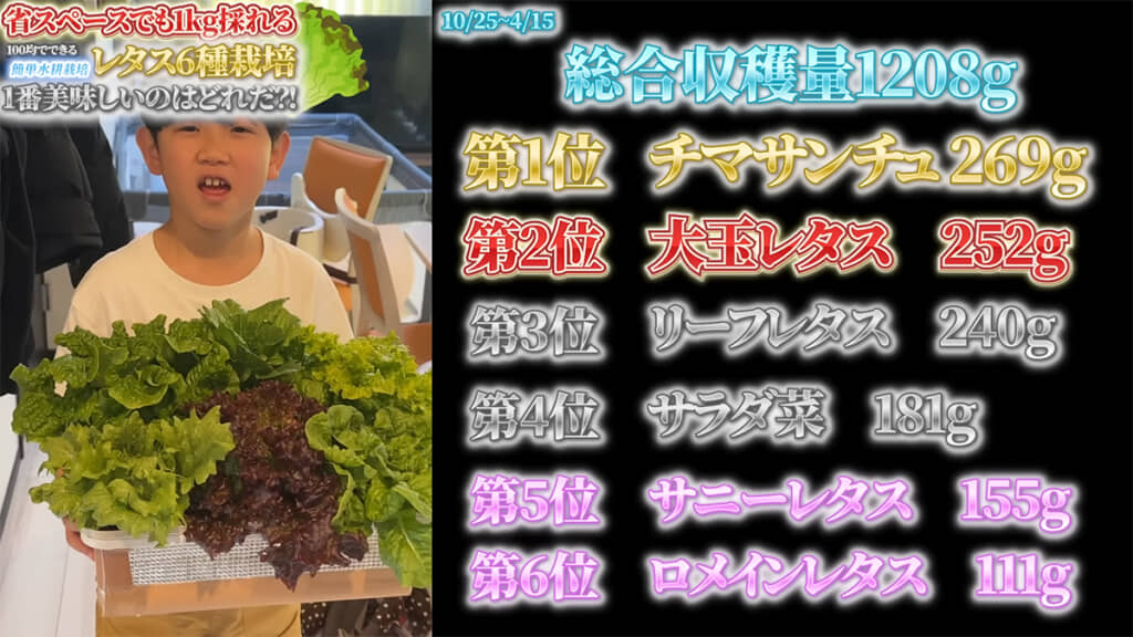 半年で1キロ以上のレタスを収穫することができました