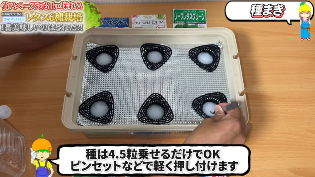 ろ過ウールに種を植えます