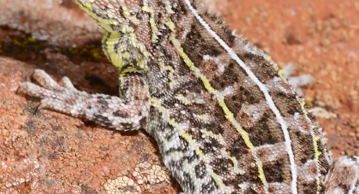 “絶滅”とされた「トカゲ」、およそ半世紀ぶりに再発見――　繁殖成功で81匹の子どもも誕生、野生の個体群定着には課題も【海外】 | 動物 ねとらぼ
