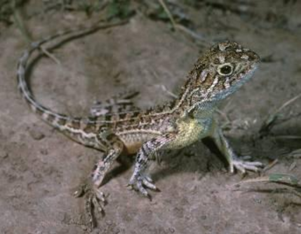 秘密の場所で保護・繁殖プログラムが進められているビクトリア州草原耳なしトカゲ