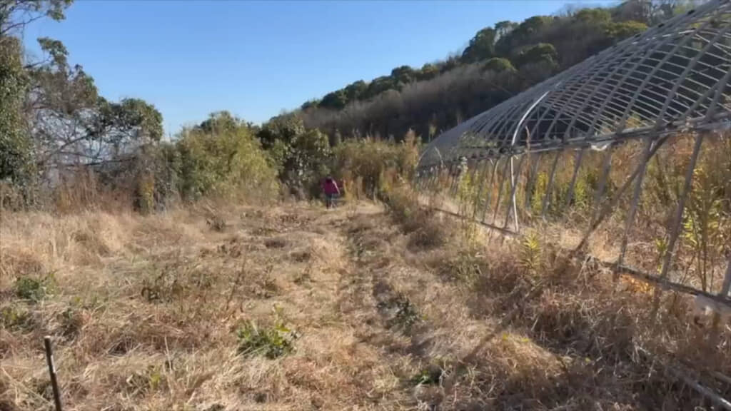 ハウスの骨組みがある隣も雑草だらけでした
