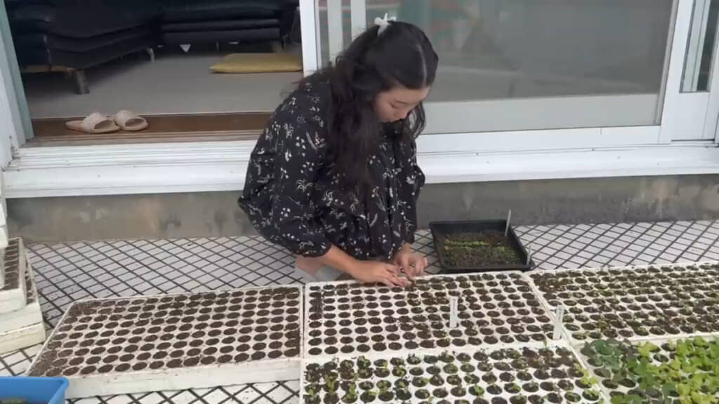 サラダ用野菜の苗づくりをするSayaさん