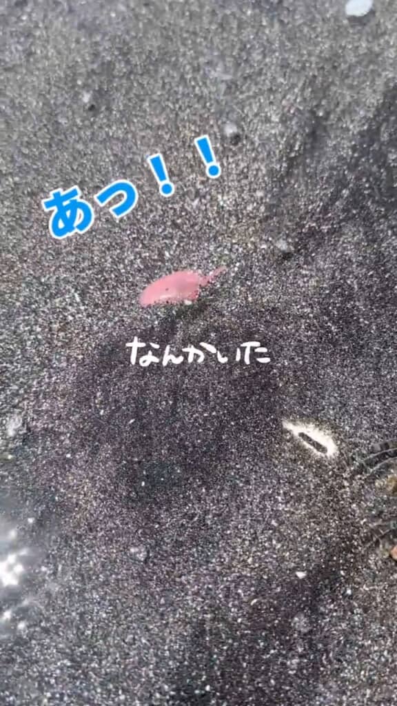 ピンクの貝も気になるけど、右のほうにも白い物体が