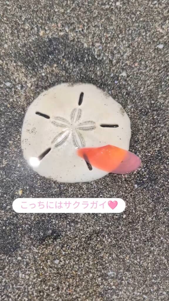 言われてみると菓子パンっぽい「スカシカシパン」。ピンクの貝はサクラガイでした
