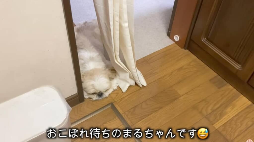 “可愛い台所ののぞき魔”