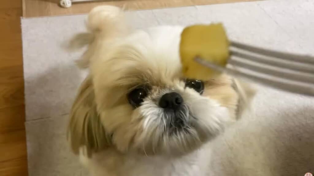仕方なく焼き芋をおすそ分け