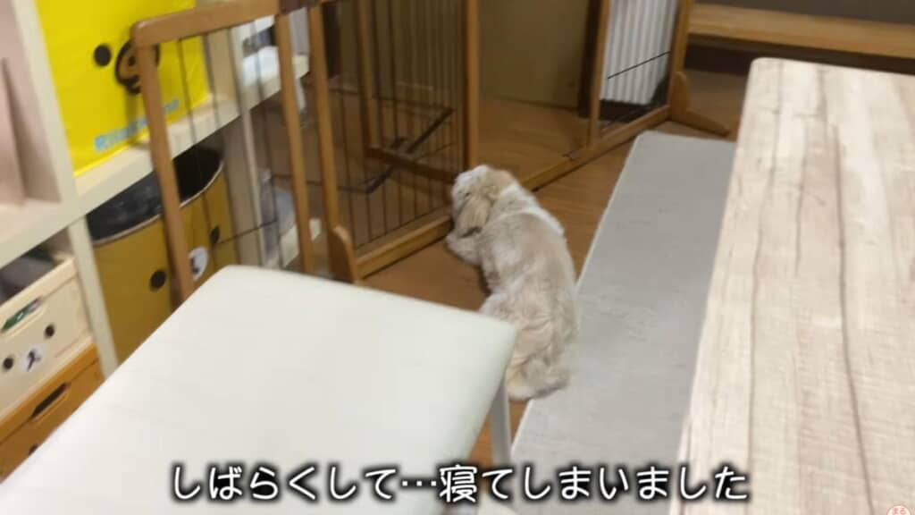 やっとお昼寝タイムへ