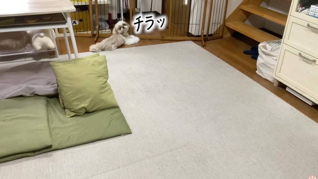 チラ見してくるまるちゃん