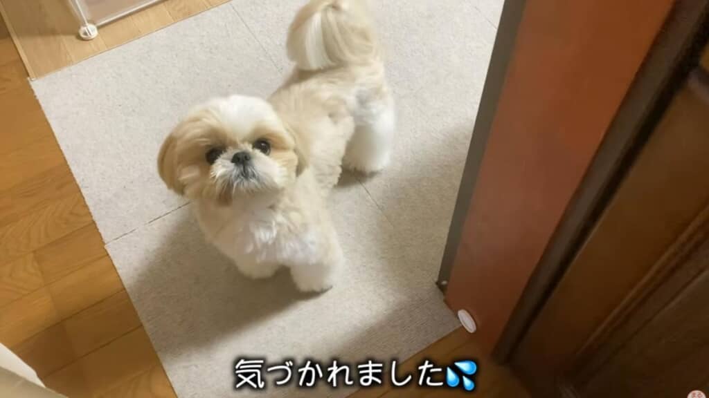 お芋レーダーが長けたまるちゃんなのでした