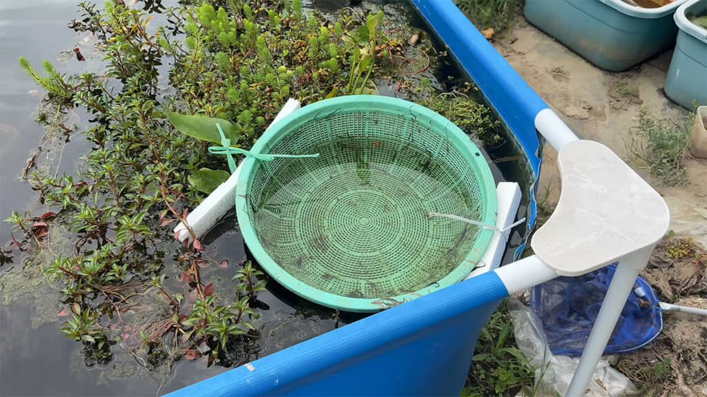 ザルに発泡スチロールを付けた“自作のザル避難所”