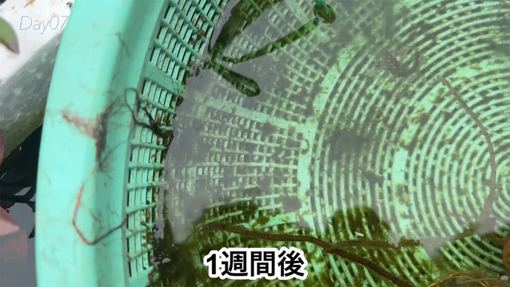 1週間後、ザルの中に針子が集まっていました