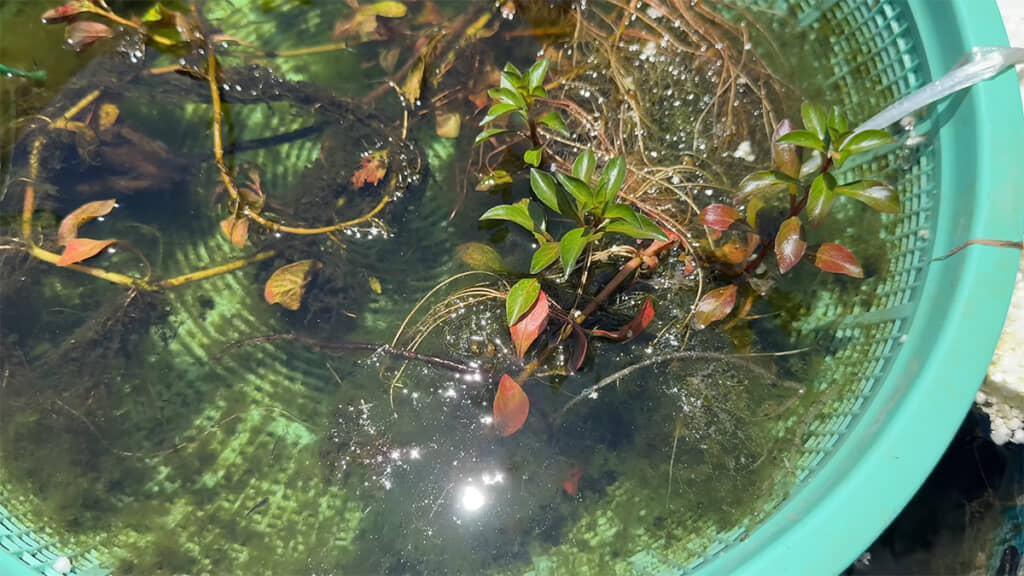ザルの中での争いを防ぐため、水草を入れておくとよさそうです
