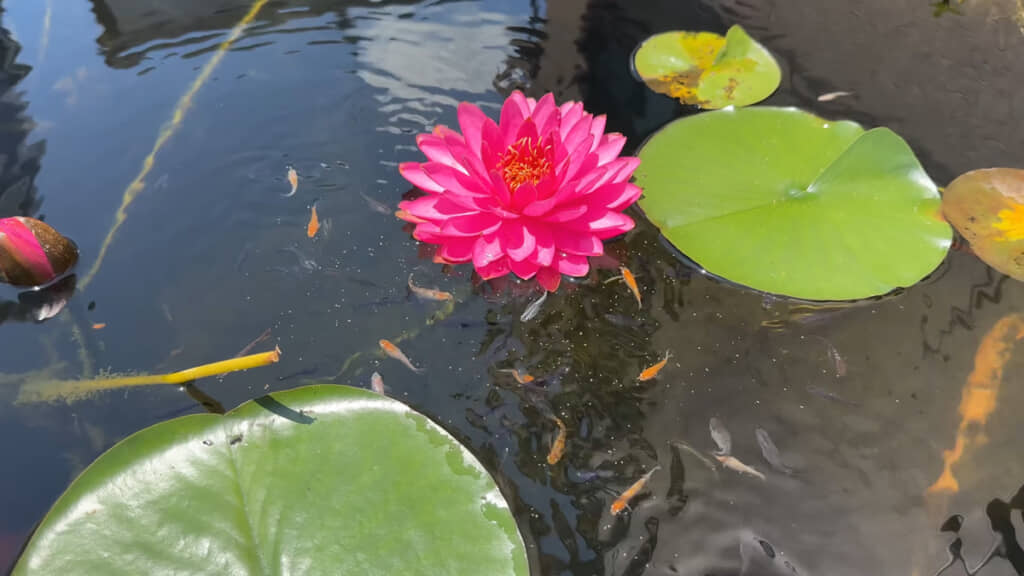 ザルの外で泳ぐ親メダカたち