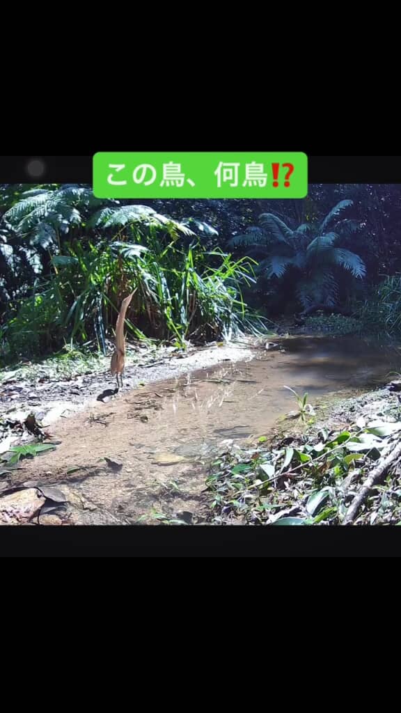 ピーンっと伸び！