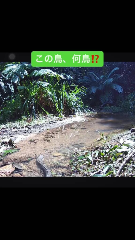 帰っていく巨大うなぎ