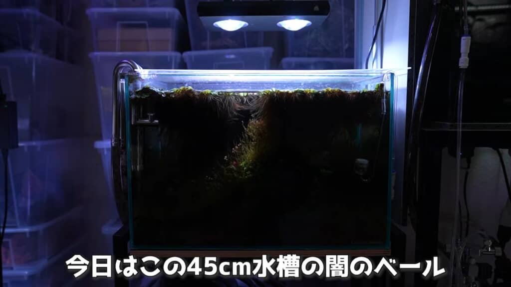 2カ月放置して真っ暗になってしまった水槽