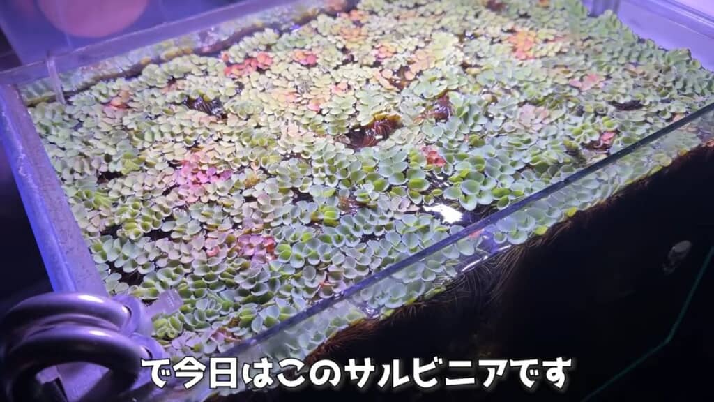 水面を覆うほどに大繁殖したサルビニア・ククラータ