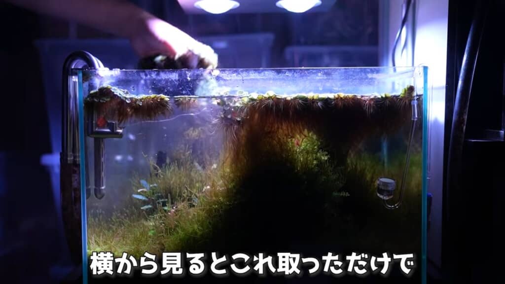 真横から見たサルビニアを取り除く様子
