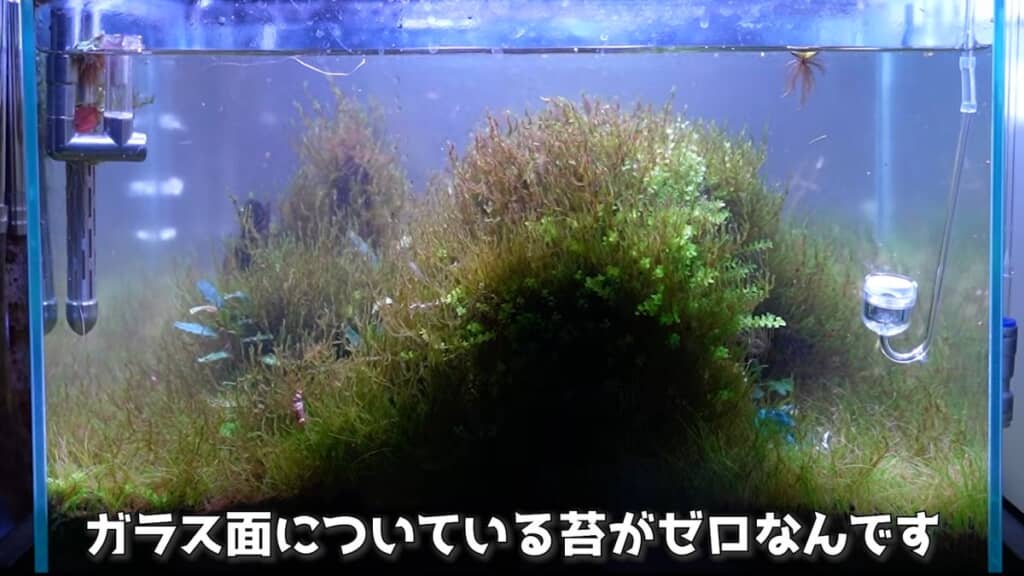 コケが側面に全くついていな水槽