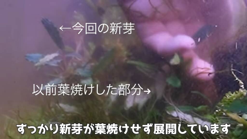 ブセファランドラの葉焼けした部位と新芽