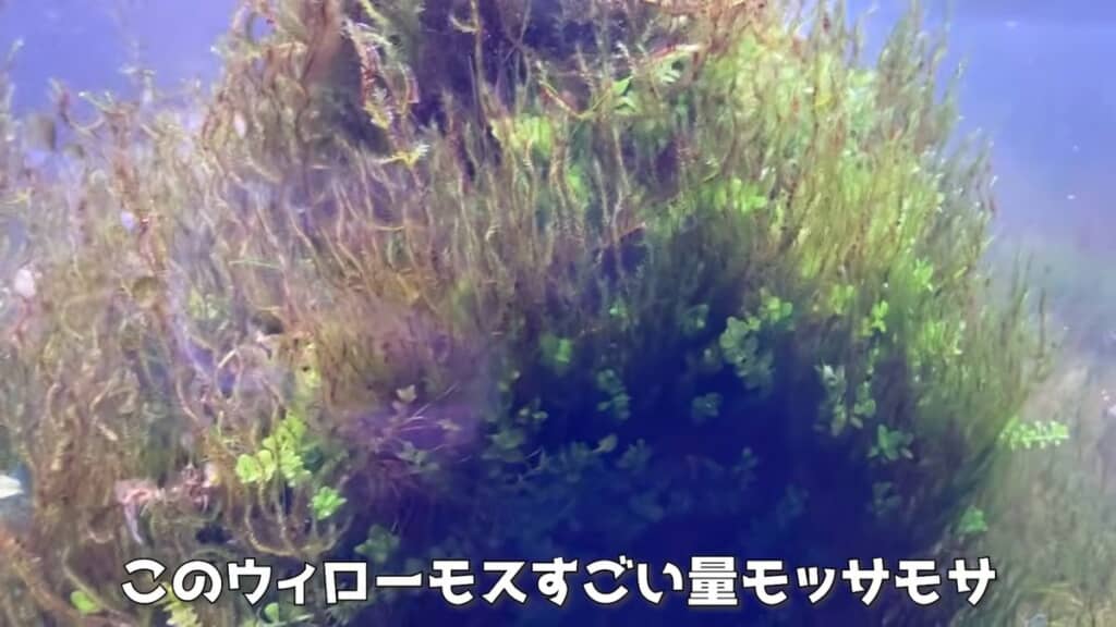 大繁殖したウィローモス
