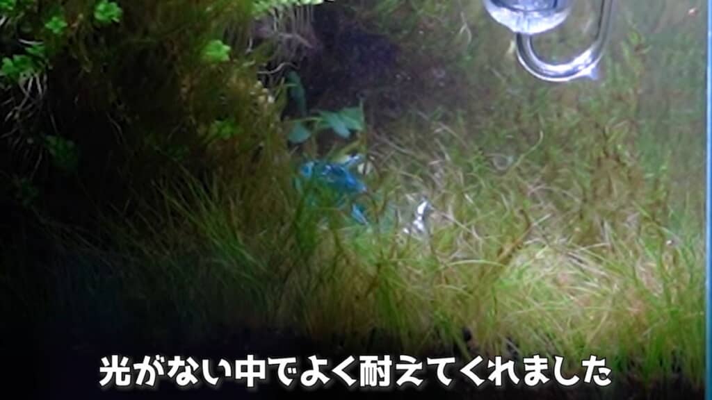 生きていたショートヘアグラス