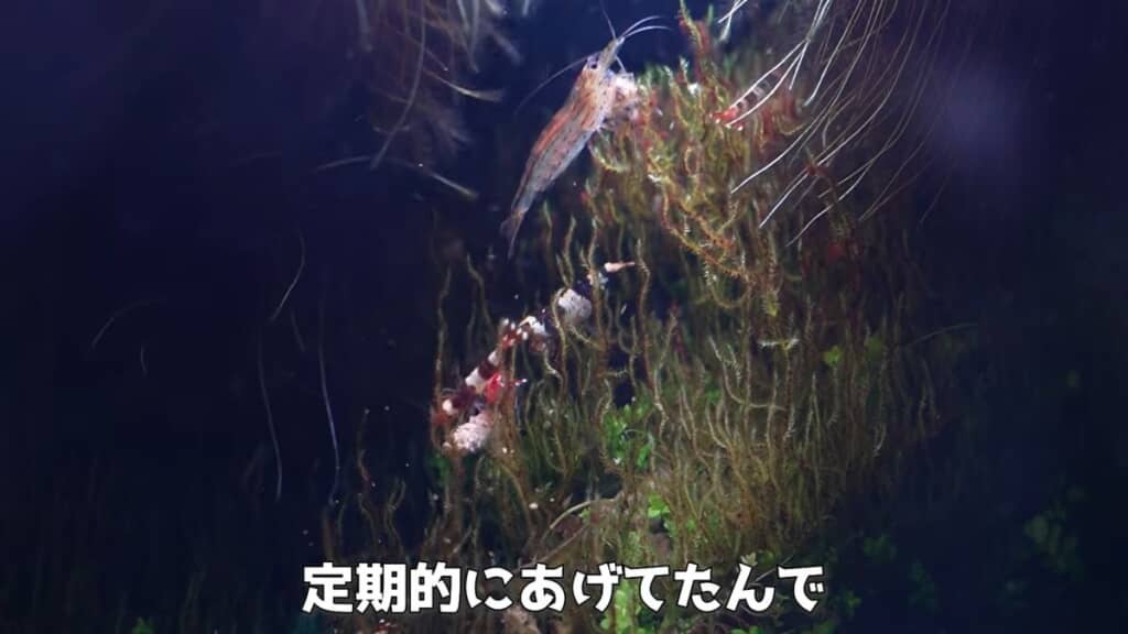 餌に近づくビーシュリンプ