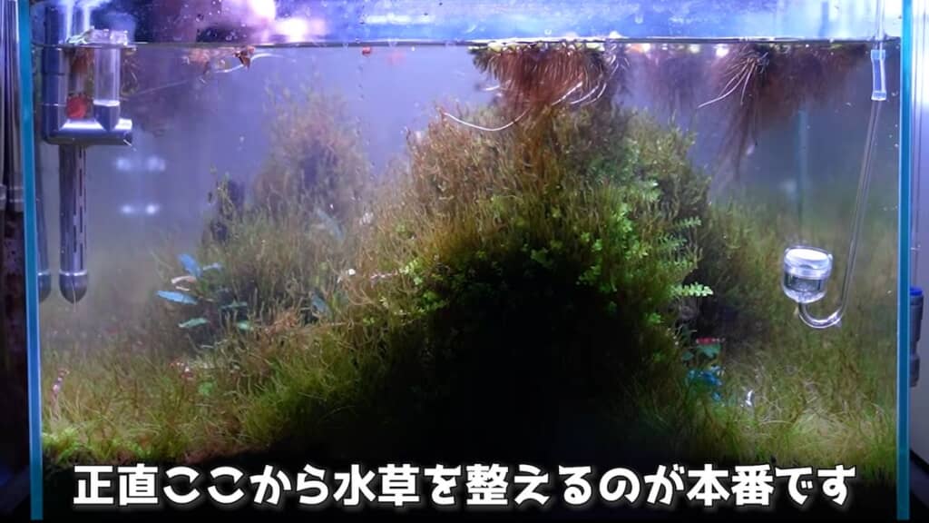 整える予定のボサボサ水槽