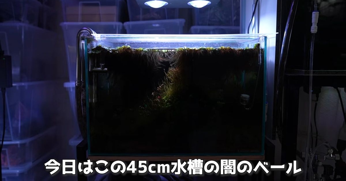 2カ月放置で“真っ暗闇”になった水槽→中をのぞいたら……　思わず目を疑う光景に「攻めてますねぇ～」「初めて見ました」（1/3） | その他生き物 ねとらぼ