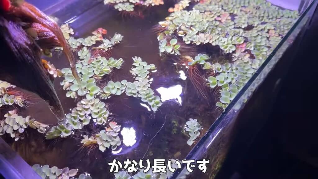 長く伸びたサルビニアの根