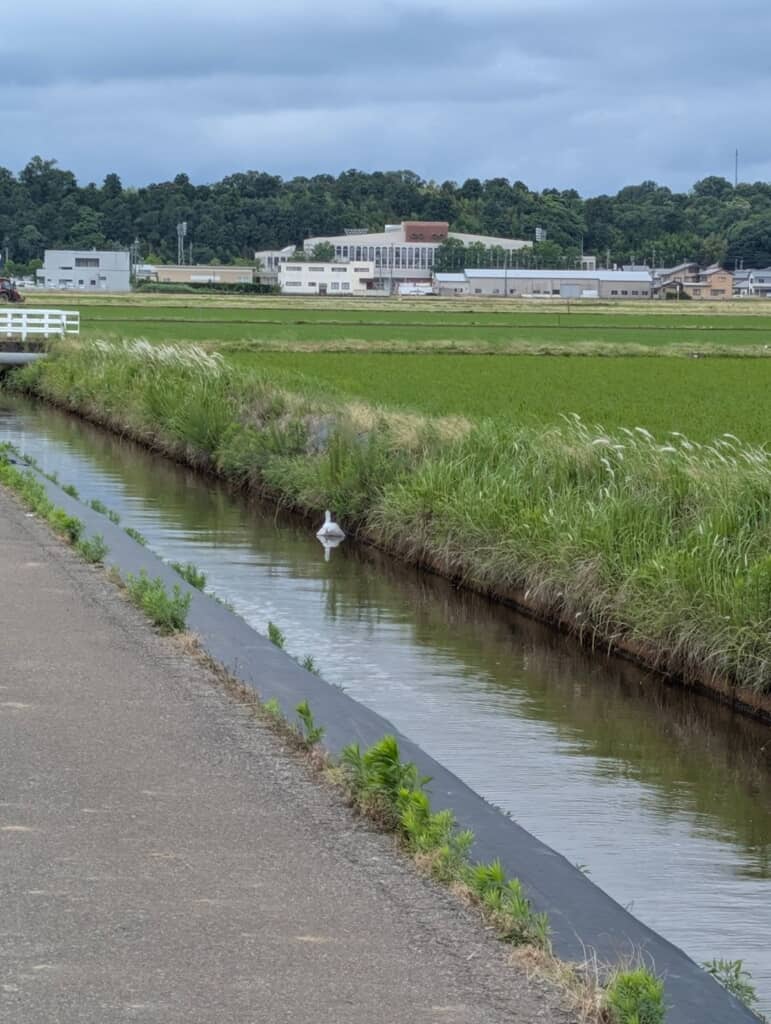 用水路に浮かぶ白鳥らしき生物