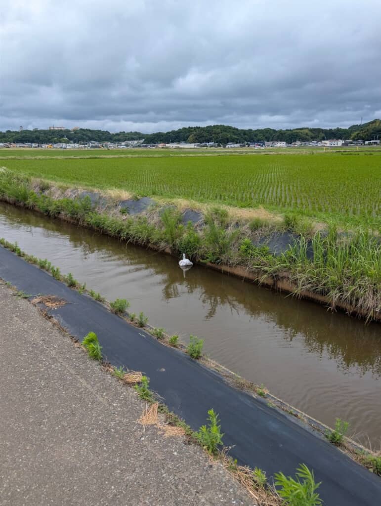 近づいて撮った用水路の白鳥らしき生物