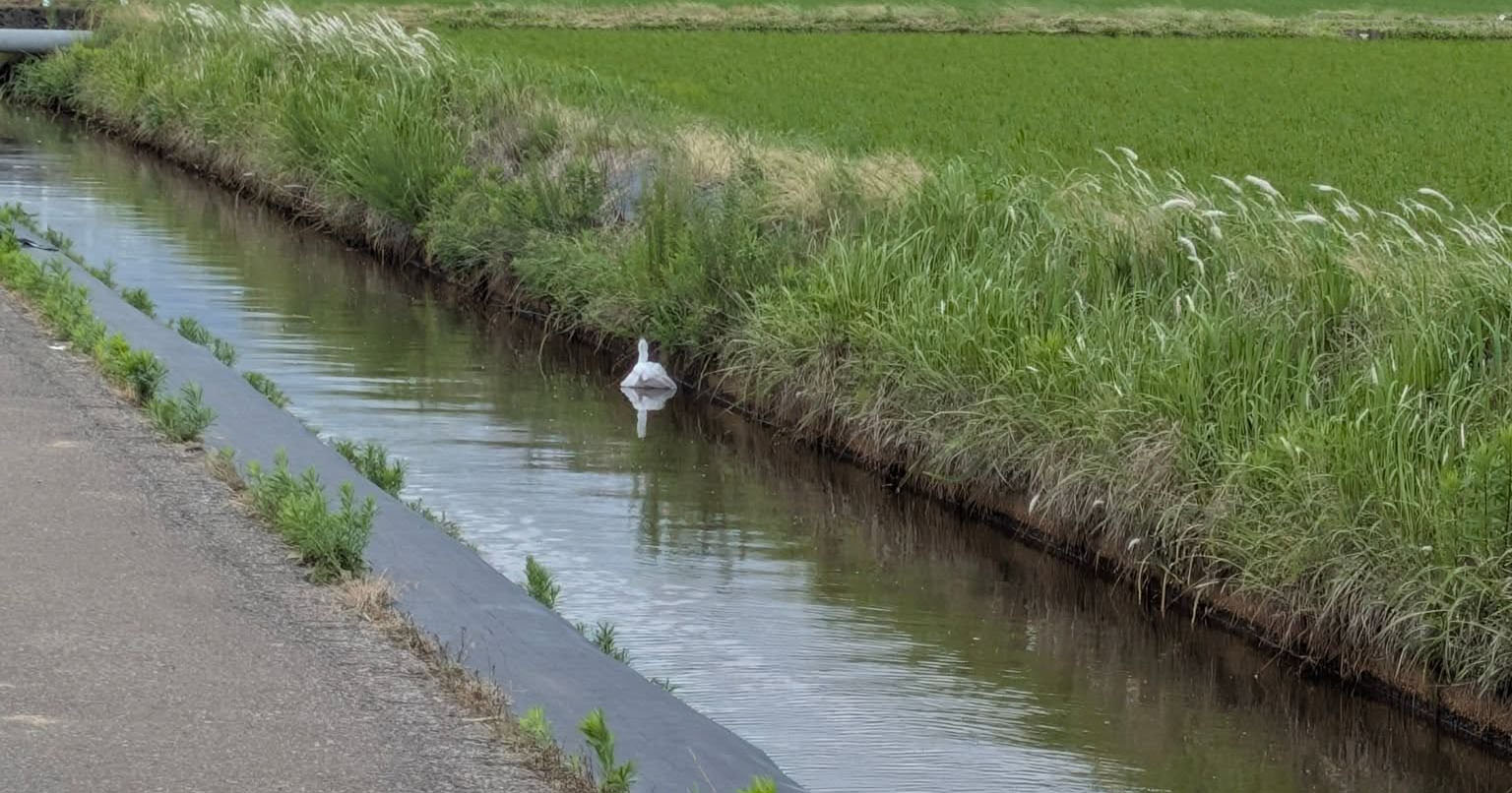 「用水路に白鳥いる!」→ウキウキで近づいてみると…… 思わぬ正体に「そうとしか見えない」「これみんな間違えるわ」(1/3) | ライフスタイル ねとらぼ