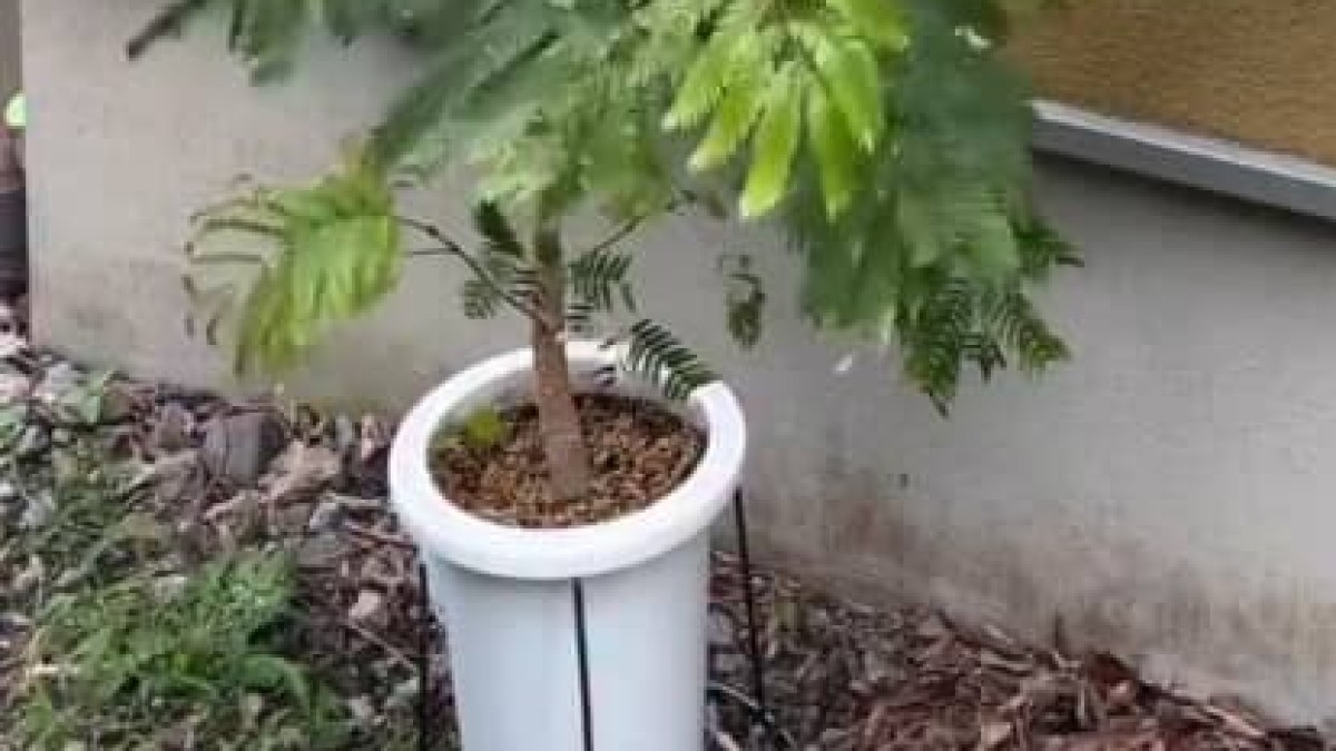 部屋に置いていた観葉植物→気付けば“害虫”が……! “驚きの対策”に「見事にスッキリ」「うちも困ってます」(1/2) | 動物 ねとらぼ