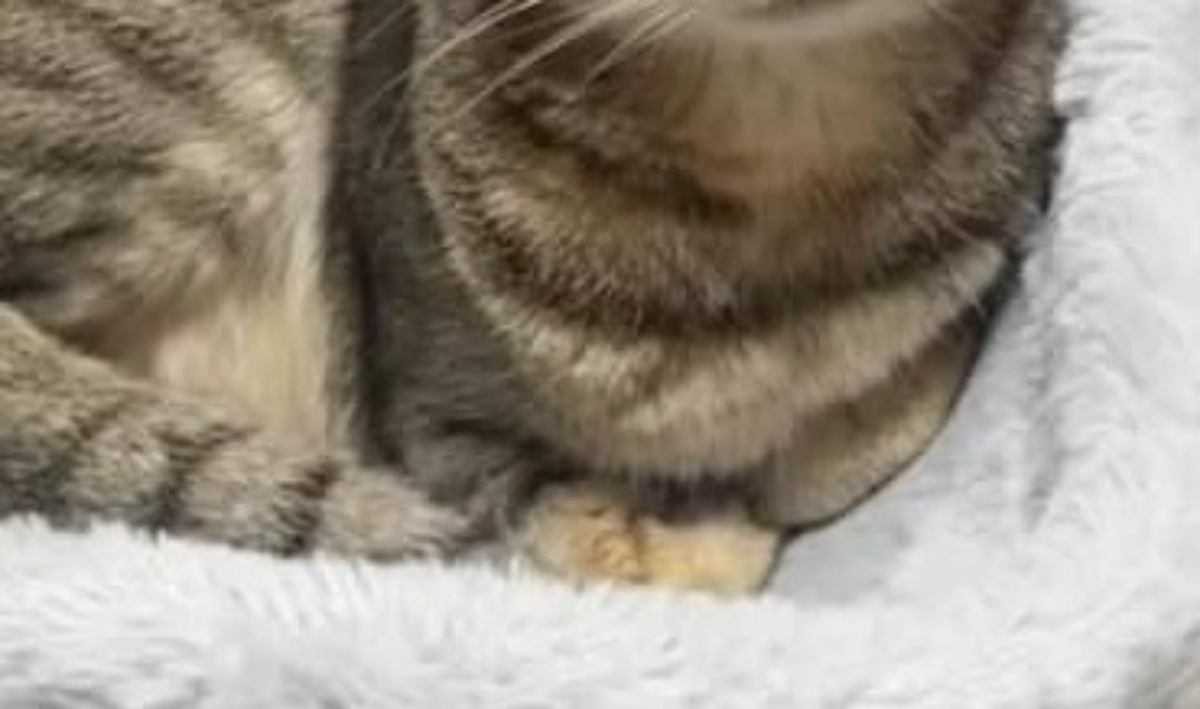 夫のことを見ている猫→表情をのぞいたら……　「すごいw」「笑ってしまった」まさかの姿に「悩ましいのでは？笑」（1/3） | 猫 ねとらぼ