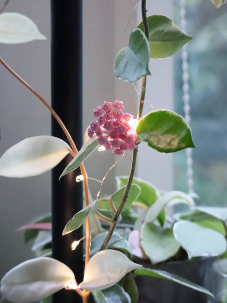 5年目に小さなつぼみがついたホヤ