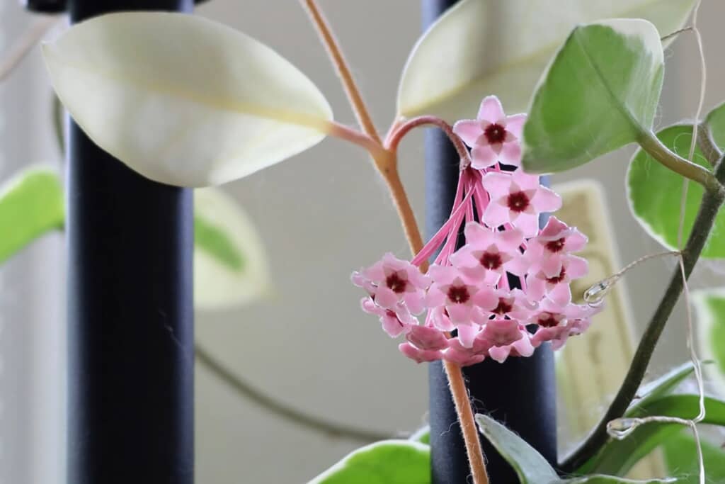 一斉に咲いたホヤの花