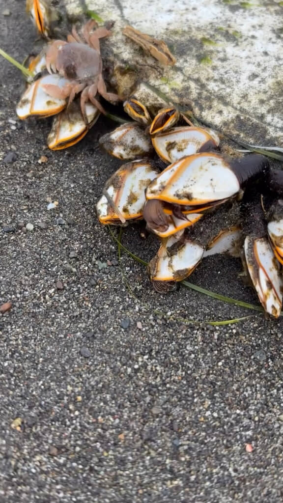 殻の中から中身が出てきて……