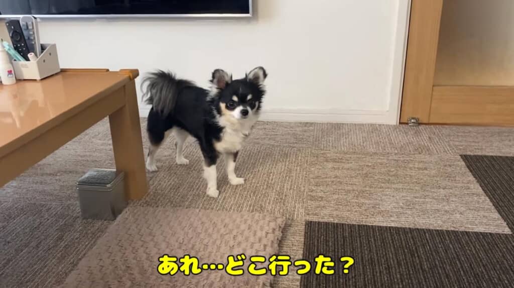 “でかチワワ”のさく太郎くん