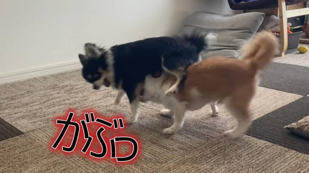 反抗期気味な譲二くん
