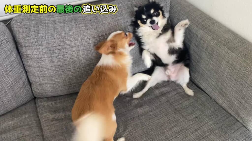最後の追い込みの運動中