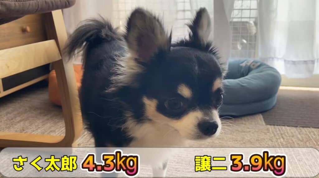 今回の体重測定の結果