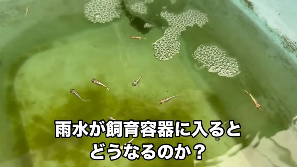 メダカが泳いでいる水槽