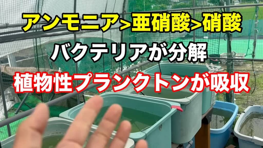 バクテリアが出した分解物を植物プランクトンが吸収する