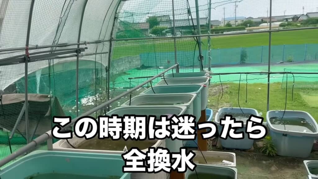 雨の多い時期は迷ったら全換水