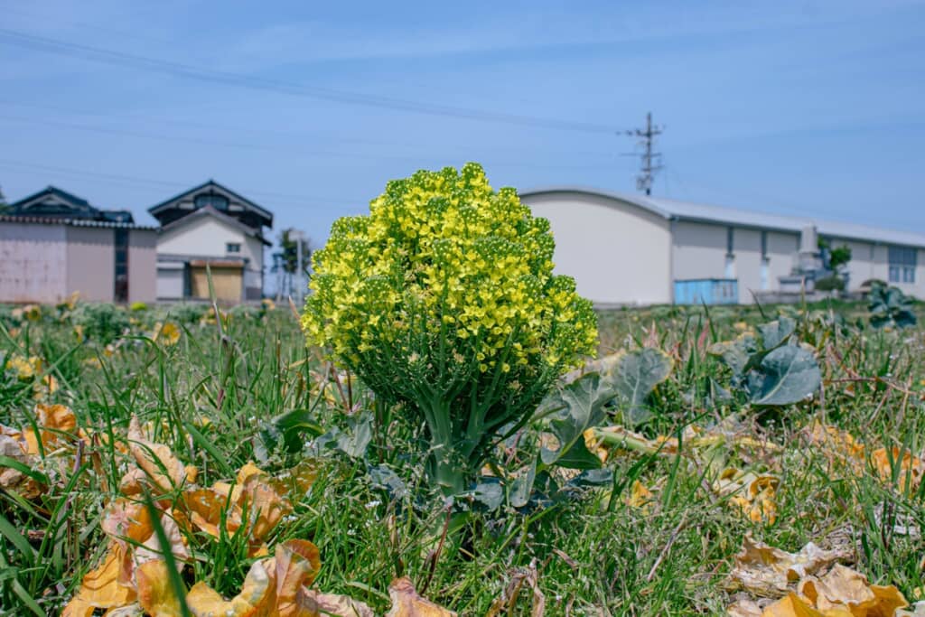 畑で咲いていた花満開のブロッコリー