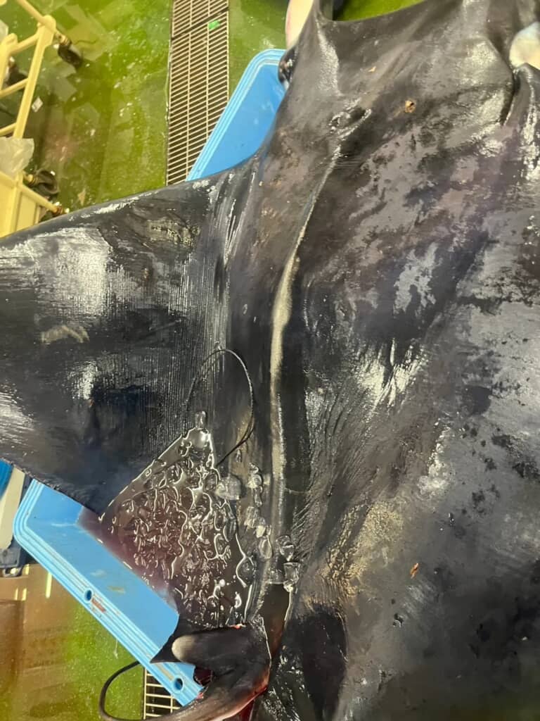 水族館くらいでしか見ない