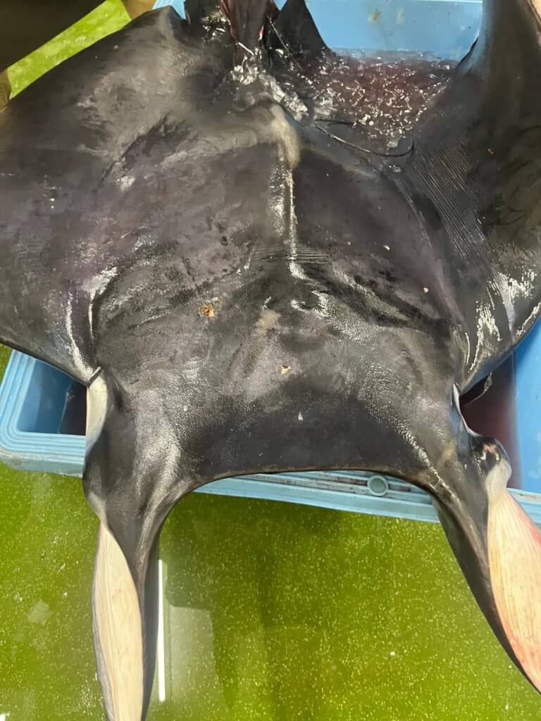 頭部にもヒレ