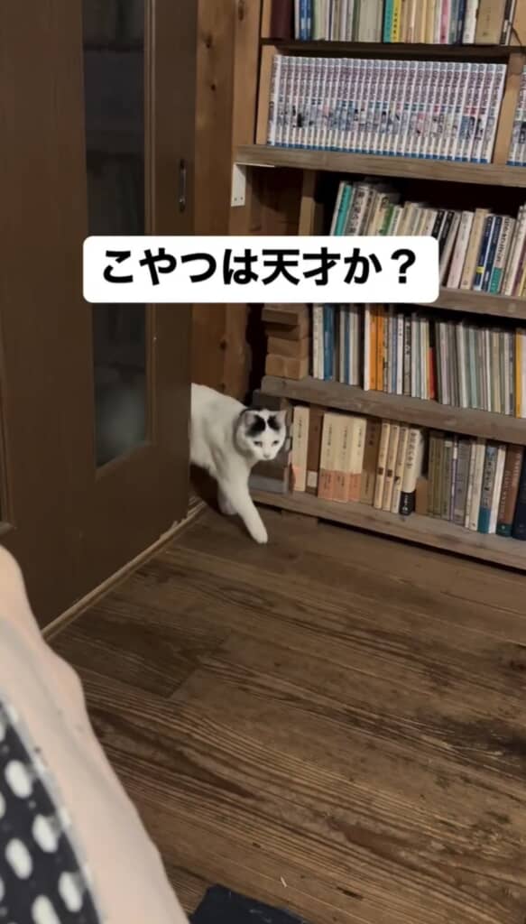 ごましおちゃんが部屋に入ってきました